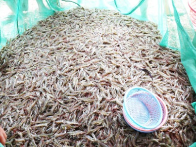 Vietnam expanding vannamei farming