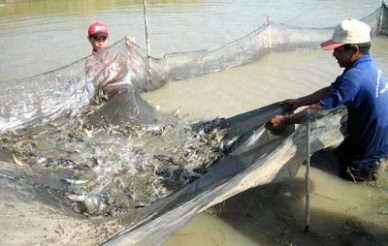 Tra Vinh Sharp rise in aquaculture production in Jan-May 2014