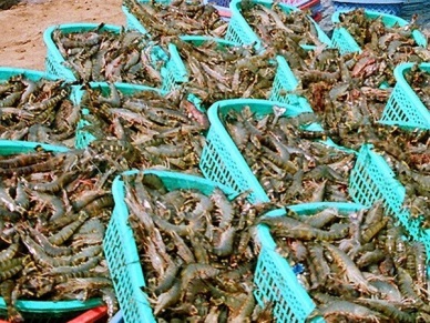 Kien Giang striving to yield  56 thousand MT of farmed shrimp in 2015