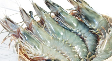 Shrimp from Vietnam disease-free and safe