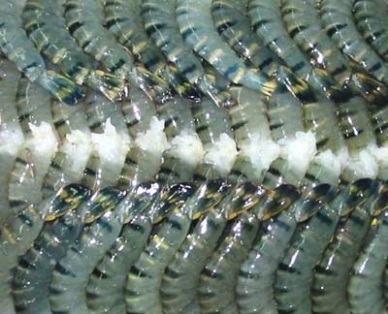 Shrimp exports to the U.S. will be better at year end