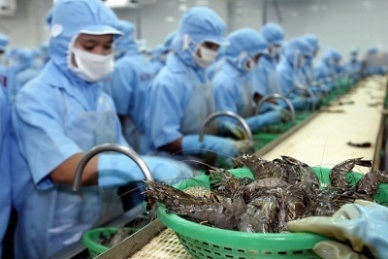 Black tiger occupied 50% of Vietnam’s total shrimp exports to Australia
