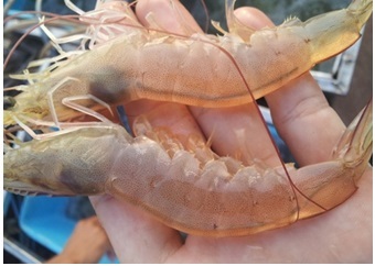 Tien Giang Whiteleg shrimp prices showed a climb