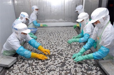 Safe shrimp production chain for export to be supervised