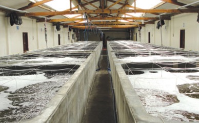 Binh Thuan Shrimp seed production in Jan-Feb reached 1,765 million