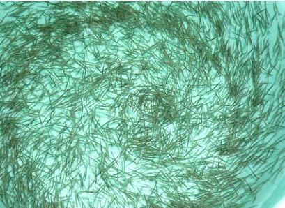 Ninh Thuan succeeded in breeding vannamei broodstock