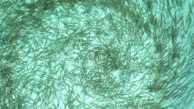 Ca Mau Encouraging shrimp seed production