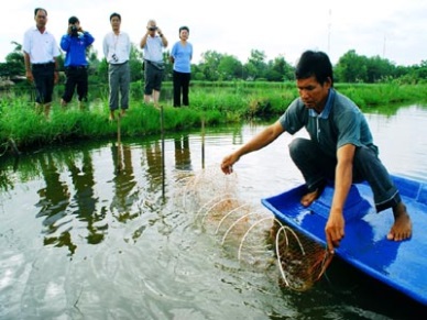 Ca Mau Rise in shrimp productivity 