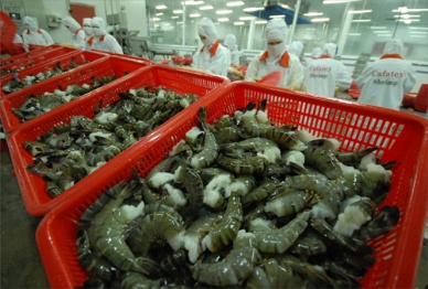 QI2013 Shrimp exports decreased due to obstacles