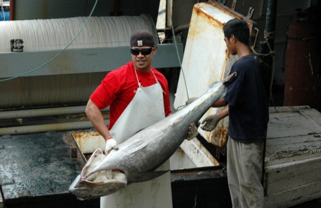 Tonga Needs Help On Tuna Management