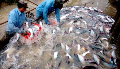 Dong Thap greenlights fish value chain project