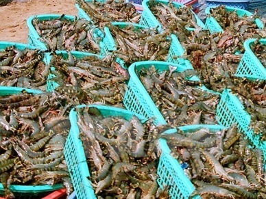 Tra Vinh seafood exports expected to reach 352 mln USD in 2018