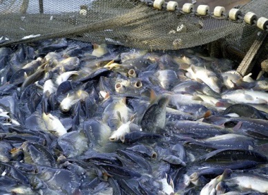 Government issues tra fish regulations