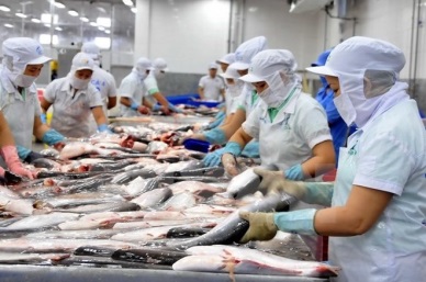 Pangasius prices on the rise