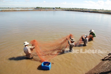 Bac Lieu Aquaculture area hit 108,155 ha