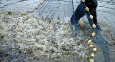 Tra Vinh Up in shrimp output thanks to vannamei 