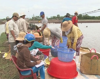 Tra Vinh Vannamei fetches high returns for farmers 