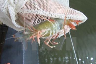 Ministry moves to tackle aquatic animal diseases