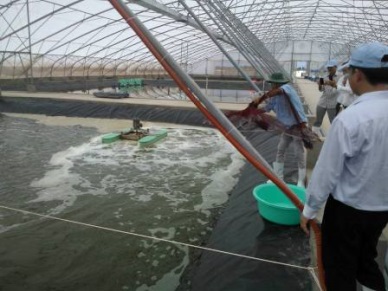Soc Trang to build high-quality shrimp farm