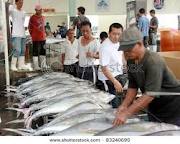 Philippines Fishers switch to tuna

