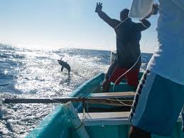 Tuna  Mackerel Stocks Down 60% in Last Century

