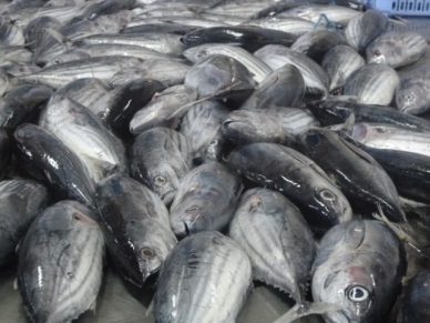 An increase of  16.8% in Vietnam tuna imports