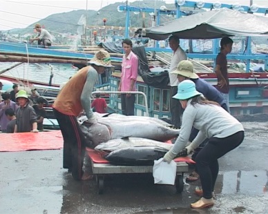 Phu Yen All tuna fishing boats go offshore in groups by 2015