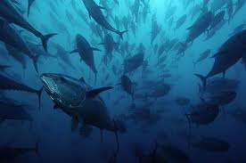 Call for more resources towards Tuna industry