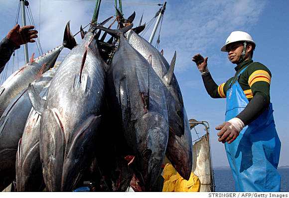 Tuna Commission meeting to focus on overfishing of tuna and protection for sharks