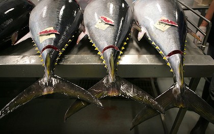 Tuna fishing ban in Pacific partially lifted 