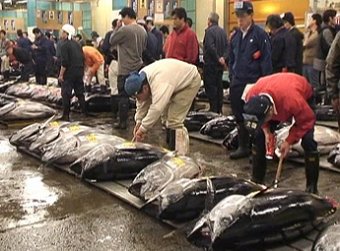 European tuna association digs in to fight trade wars fears Vietnam, Philippines, Ecuador
