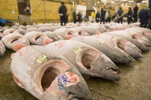 Catch of Atlantic bluefin tuna restricted for rest of the year