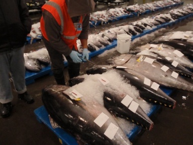 Developing El Nino will push South American tuna stocks westward 