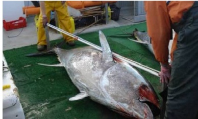 Spain eyes higher bluefin quota