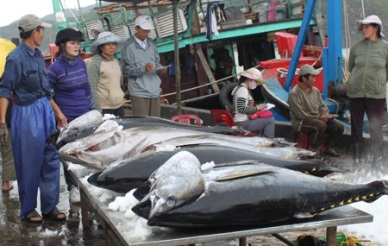 Tuna landings shrank in some provinces in Vietnam 