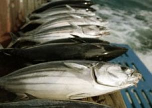 ISSF supports tuna catch limits in Indian Ocean, more control on at sea transshipments 