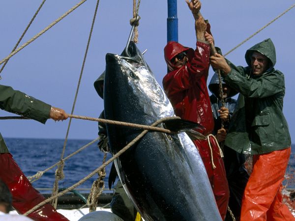US and South Pacific Tuna Treaty - Where will Negotiations Lead