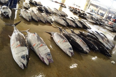 Significantly Less Japanese Skipjack Catch Moving To Bangkok