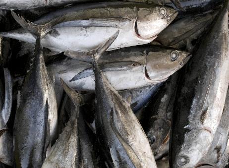 US And Canada Clash Over Albacore Fisheries