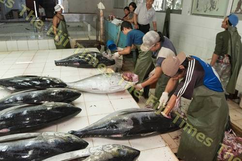 Philippines Expects 80,000 MT Of Tuna From Re-opened Pocket