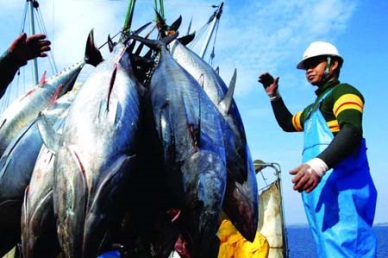 To develop a high potential tuna sector