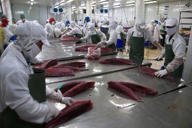 Egypt - a promising destination for Vietnamese tuna
