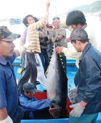 Vietnam to have a market for tuna auctions