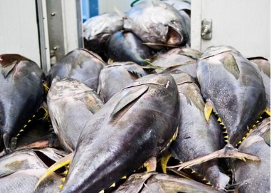 Tough time for Vietnamese tuna exports
