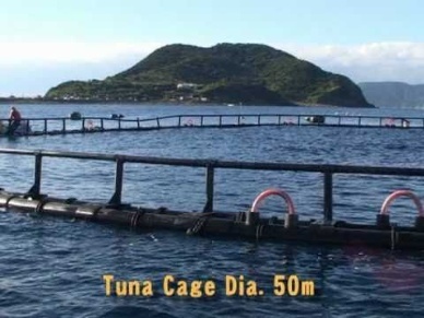 Bluefin Fully Raised In Farm Survives At Sea