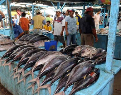 Ecuador Forced To Buy More Korean And Taiwanese Tuna Raw Material