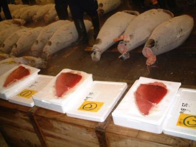 Nearly 19,000 tonnes of bluefin tuna traded illegally in 2000-10 WWF 