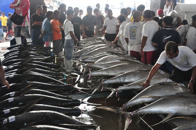 Supply of tuna for processing recovering in Philippines