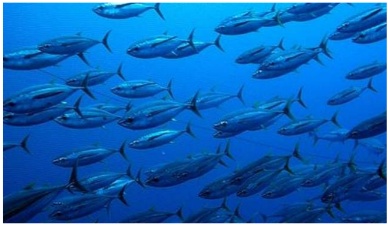 Need to reduce Pacific bigeye catch by 30% WCPFC head 