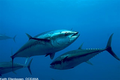 Maltese Fishers Upset About No Rise In Bluefin Quota